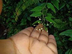 Archibaccharis intermedia