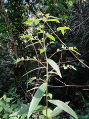 Lepidaploa argyropappa