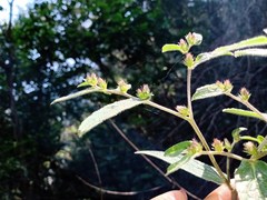 Lepidaploa argyropappa