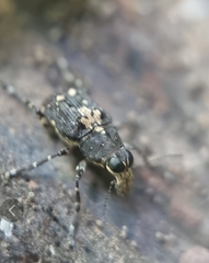 Sphinctotropis paviei