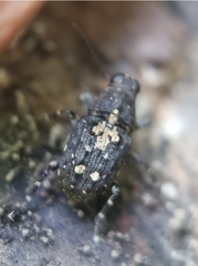 Sphinctotropis paviei