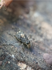 Sphinctotropis paviei