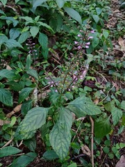 Ocimum carnosum