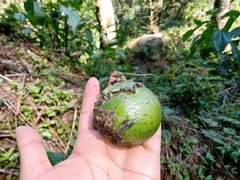 Diospyros nigra