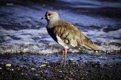Vanellus chilensis chilensis
