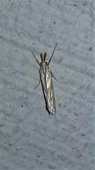Hednota pleniferellus