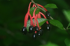 Sorocea