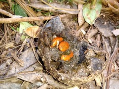 Diospyros nigra