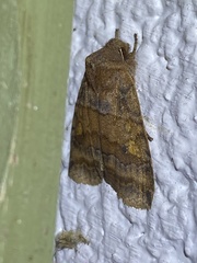 Eupsilia tristigmata