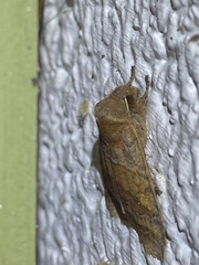 Eupsilia tristigmata