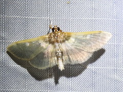 Apilocrocis brumalis