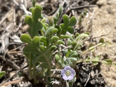 Phacelia stellaris