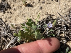 Phacelia stellaris