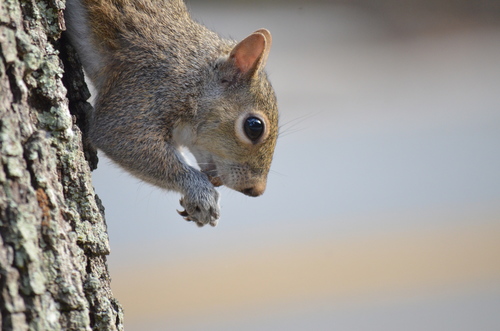 Eastern Gray Squirrel photographed in Florida