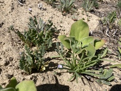 Phacelia stellaris
