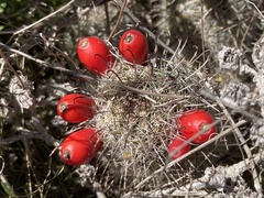 Mammillaria hutchisoniana louisae