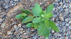 Senecio glaucophyllus