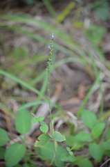 Salvia occidentalis