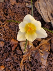 Crocus chrysanthus