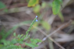 Salvia occidentalis