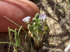 Phacelia stellaris