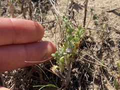 Phacelia stellaris