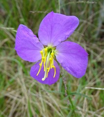 Rhexia cubensis