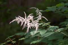 Astilbe biternata