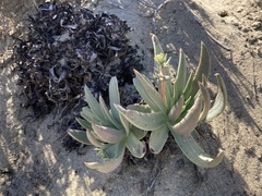 Dudleya cultrata