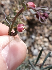 Thamnosma texana