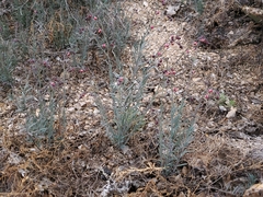 Thamnosma texana
