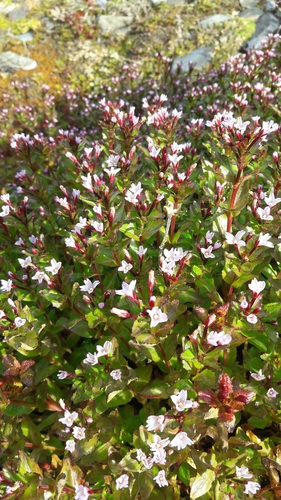 Epilobium australe (Epilobium australe)