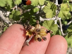 Ribes tortuosum
