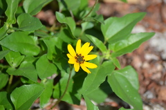 Helianthus debilis image
