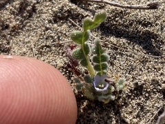 Phacelia stellaris