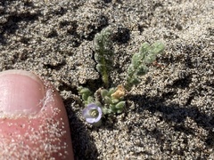 Phacelia stellaris