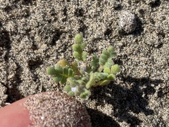 Phacelia stellaris