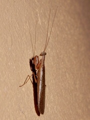 Gonypetidae