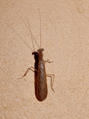 Gonypetidae