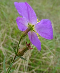 Rhexia cubensis