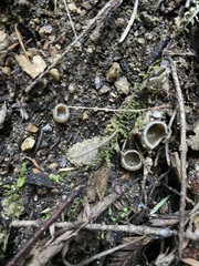 Tarzetta cupularis
