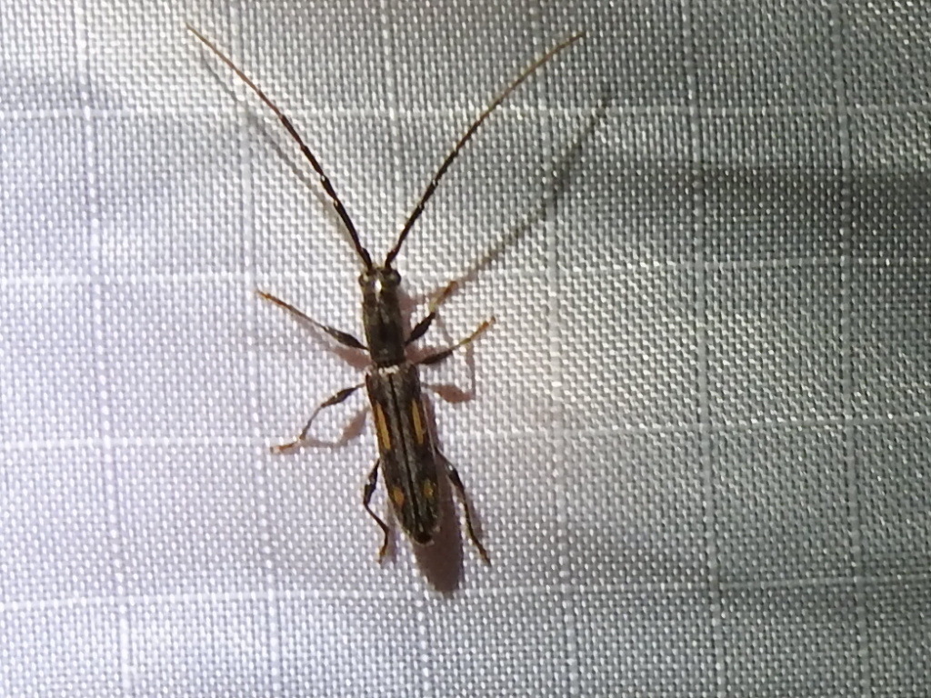 Neocompsa mexicana