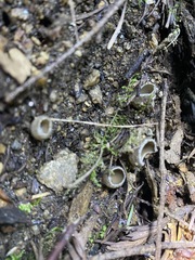 Tarzetta cupularis