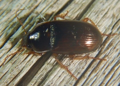 Amara rubrica