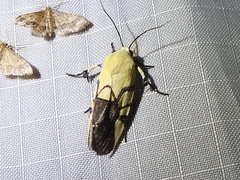 Eusceptis flavifrimbriata