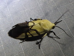 Eusceptis flavifrimbriata