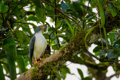 Leucopternis semiplumbeus