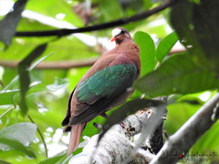 Chalcophaps stephani