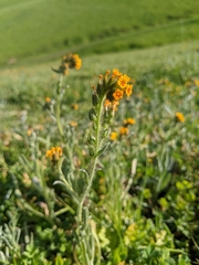 Amsinckia lycopsoides