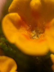 Amsinckia lycopsoides